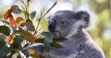 Australia says koalas are now an endangered species in two states
