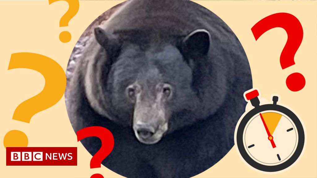 समयबद्ध टीज़र: चोर भालू का उपनाम क्या है?