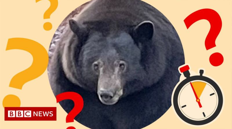 समयबद्ध टीज़र: चोर भालू का उपनाम क्या है?