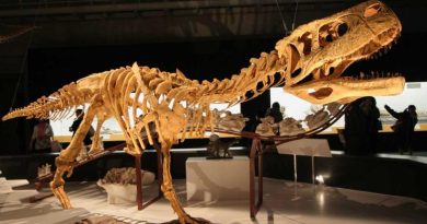 Bizarre New Dinosaur Species Discovered in Argentina