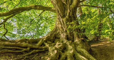 How Plants Evolved To Colonize Land Over 500 Million Years Ago