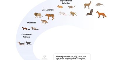 Deer, Mink and Hyenas Have Caught COVID-19 – Animal Virologists Explain Coronavirus in Animals and Why Humans Need To Worry