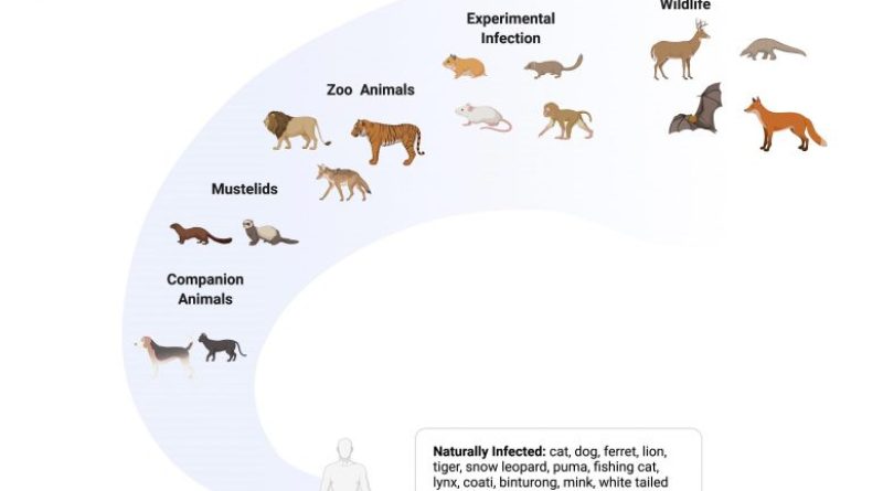 Deer, Mink and Hyenas Have Caught COVID-19 – Animal Virologists Explain Coronavirus in Animals and Why Humans Need To Worry