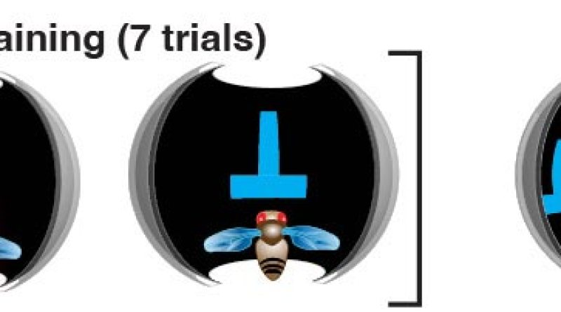 Flies in Virtual Reality Arena Prove They’re Smarter Than We Thought