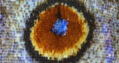 Butterfly Eyespots Reuse Gene Network That Patterns Antennae, Legs and Wings