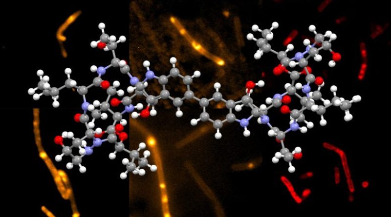 MIT Chemical Synthesis Yields Potential Antibiotic