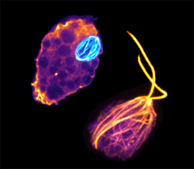 What Brain-Eating Amoebae Can Tell Us About Life on Earth and Evolutionary History