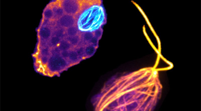 What Brain-Eating Amoebae Can Tell Us About Life on Earth and Evolutionary History