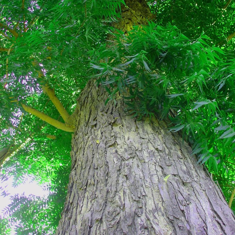 Neem Tree Bark Extract May Protect Against COVID – Including Future Variants