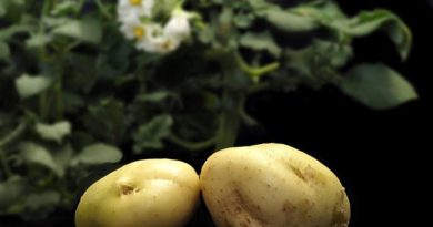 Genome Reconstruction Opens Door to Transformation of Potato Breeding