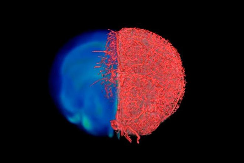 A Clearer “Picture” of Blood Vessels in Health and Disease