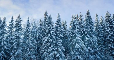 Earth’s Coldest Forests Are Shifting Northward With Climate Change – Biodiversity and Wildfire Risks